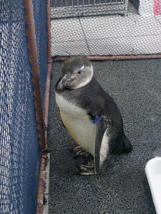 Ao longo de 2021, a R3 Animal registrou 1.728 pinguins nas praias da ilha, apenas 178 estavam vivos no momento do resgate. Embora os números pareçam altos, eles representam um padrão de encalhe destas aves em 2022  
