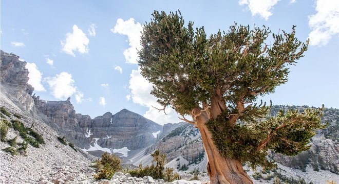 Pinheiro bristlecone na Grande Bacia, no oeste dos Estados Unidos