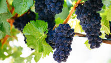 Pinot Noir: Conheça a mais sedutora das uvas tintas
