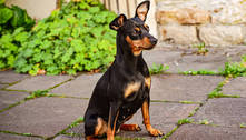Pinscher: curiosidades sobre a raça dos cães famosos pelo jeitinho estressado, mas que são leais