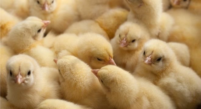 Segundo a Embrapa, no Brasil em torno de 6-7 milhões de pintinhos por mês são descartados no Brasil 