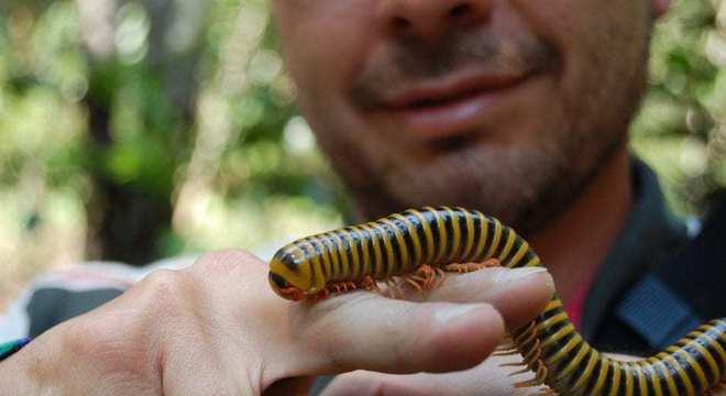 Piolho de cobra - o que é, principais características e comportamentos