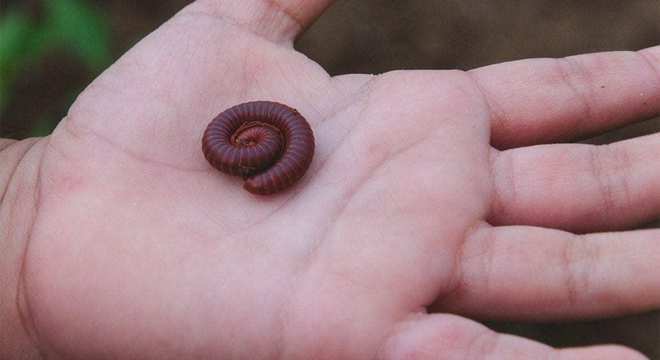 Piolho de cobra - o que é, principais características e comportamentos