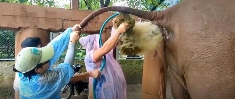 Um caso famoso é do doutor Tom, um tailandês que trabalhava no Elephant Nature Park, no norte da Tailândia. Ao lidar com uma constipação de Lana, uma elefanta da instituição, ele recebeu um jato de flatulência na cara. Ela estava aliviada, mas Tom não deve ter ficado muito felizVALE SEU CLIQUE: Urso 'churrasqueiro' e selfie de cervo: fotos mostram animais em situações muito bizarras