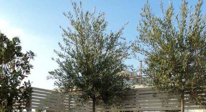 Piso para quintal de madeira