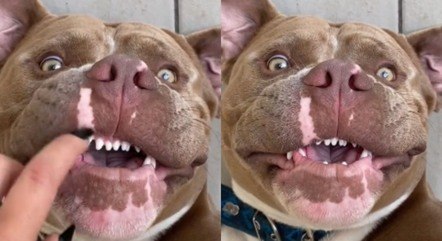 Pit bull