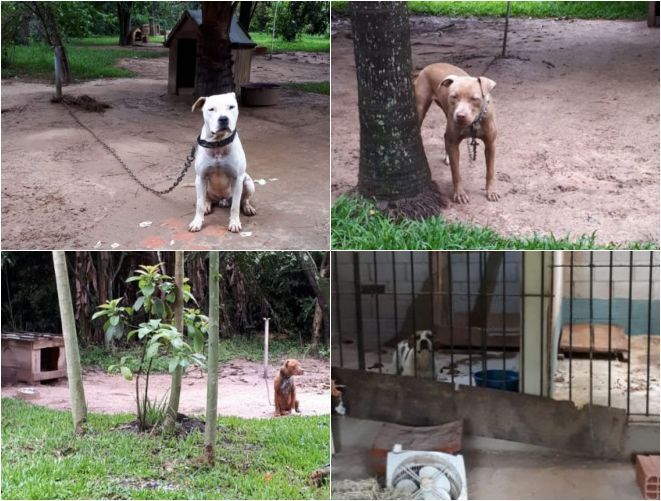 lojas pitbull sao paulo