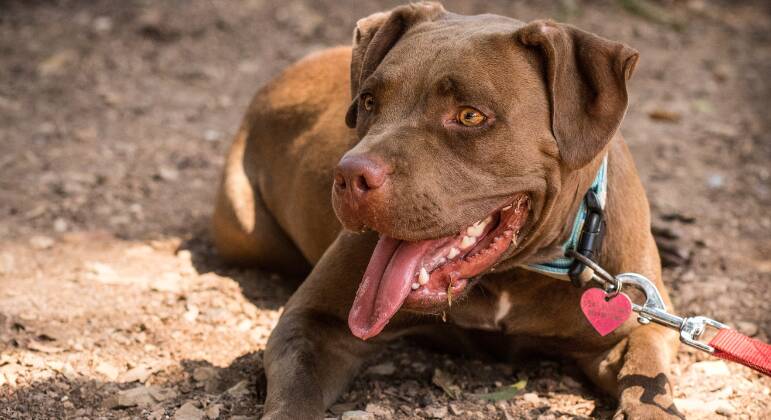 Pit bulls são bravos? Especialistas falam a verdade sobre a raça que tem  fama de ser reativa - RPet - R7 RPet