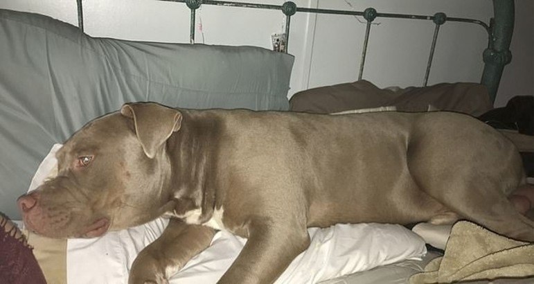 A família adotou o pit bull há dois anos, quando encontrou Hércules abandonado em uma rodovia, coberto por bitucas de cigarro e com indícios de ter sofrido maus-tratos no passado. Apesar disso, Tya afirmou que o animal nunca havia demonstrado nenhum sinal de violência e até tinha dormido ao lado dela na noite que antecedeu o ataque, em 16 de maio