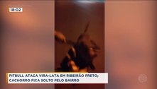 Pitbull ataca vira-lata no meio da rua e foge após vizinhos separarem animais, em Ribeirão Preto