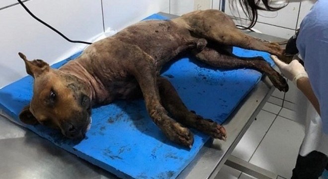 Pitbull ferido em rinha recebe cuidados em ONG após ser resgatado em sítio