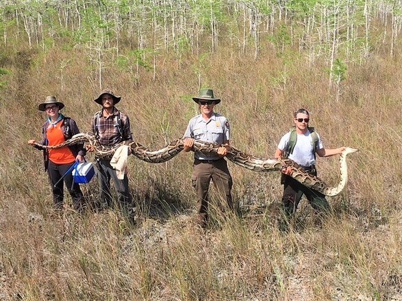 Em trs anos, caadores contratados pelo programa de erradicao das cobras j capturaram mais de 5 mil animais no sul da Flrida. Um dos maiores foi este, de mais de 5 metros, encontrado em abril de 2019