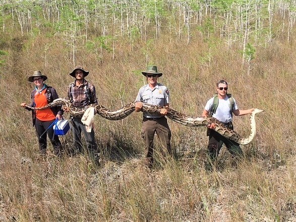Em três anos, caçadores contratados pelo programa de erradicação das cobras já capturaram mais de 5 mil animais no sul da Flórida. Um dos maiores foi este, de mais de 5 metros, encontrado em abril de 2019