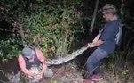 A espécie considerada invasora foi descoberta na região há duas décadas. Especialistas acreditam que as serpentes se estabeleceram a partir de animais de estimação que fugiram ou foram soltos