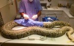 A espécie, considerada invasora, foi descoberta na região há duas décadas. Especialistas acreditam que as serpentes se estabeleceram devido a animais de estimação que fugiram ou foram soltos. Por não possuírem predadores, esses animais provocam sérios danos ao ecossistema local. Sendo assim, as autoridades começaram a pagar caçadores para rastreá-los a partir de 2017NÃO VÁ EMBORA: Esquilo folgado se recusa a ir embora da casa de mulher que cuidou dele