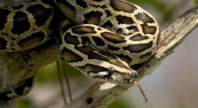 Após meses desaparecida, serpente Píton de mais de 4 metros é resgatada no  Texas