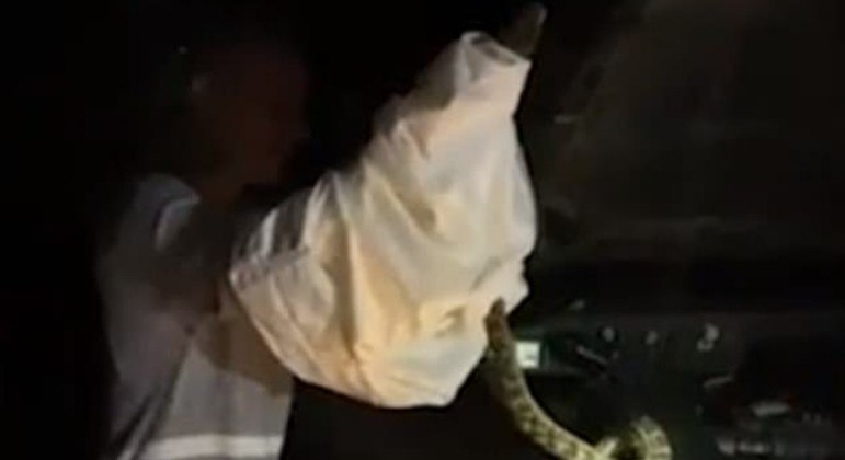 Uma píton-ametista surgiu do capô de um carro durante viagem noturna na Austrália