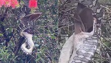 Píton devora morcego em árvore e encanta moradora: 'Foi incrível'