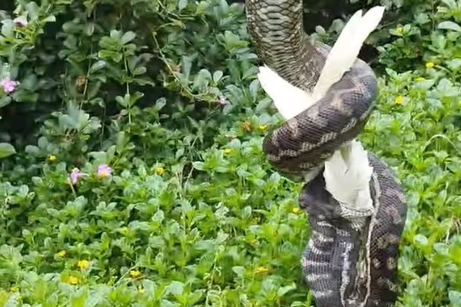 Família fica apavorada ao encontrar rara cobra albina no quintal