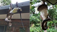 Píton graúda empoleira em calha para agarrar e devorar cacatua