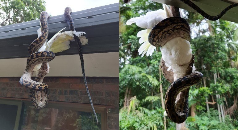 Píton com 3 m de comprimento foi flagrada em calha enquanto devorava cacatua