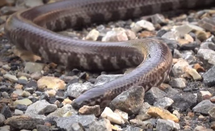 Após meses desaparecida, serpente Píton de mais de 4 metros é resgatada no  Texas