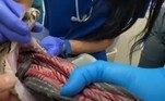 A equipe de veterinários conseguiu remover o cobertor por meio de um tubo flexível com uma câmera acoplada