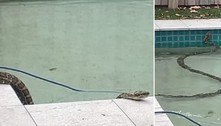 Píton metido a nadador mergulha em piscina de família, para se aliviar do calor