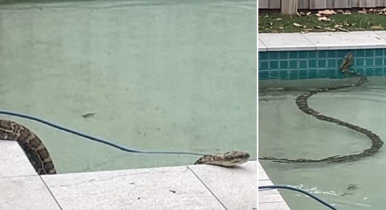 Píton mergulhou em piscina de família para se aliviar do calor
