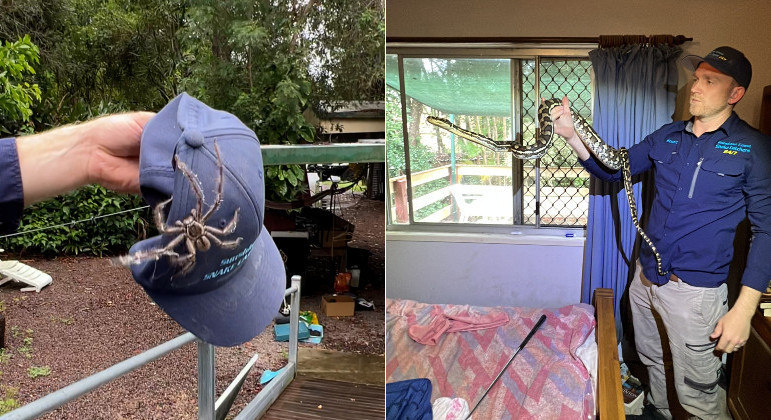 Píton foi removido de quarto na Austrália, que também abrigava uma aranha-caçadora