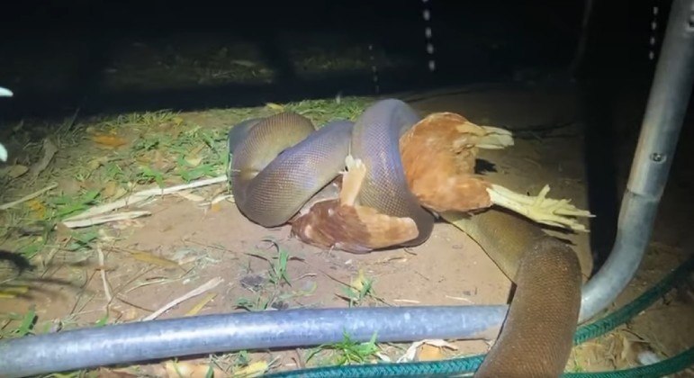 Píton com mais 3 m estrangulou uma galinha embaixo de uma cama elástica na Austrália