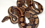 A serpente é uma das duas pítons-reais do Zoológico de St. Louis, no Missouri (EUA). A outra é um macho de 31 anos que, apesar de viver no mesmo herpetário, ocupa espaço distinto da mamãe sexagenária