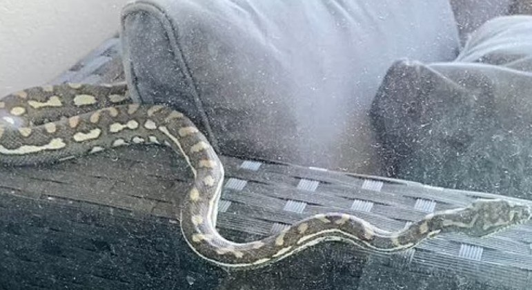 Píton encontrado em sofá deixou internautas perplexos
