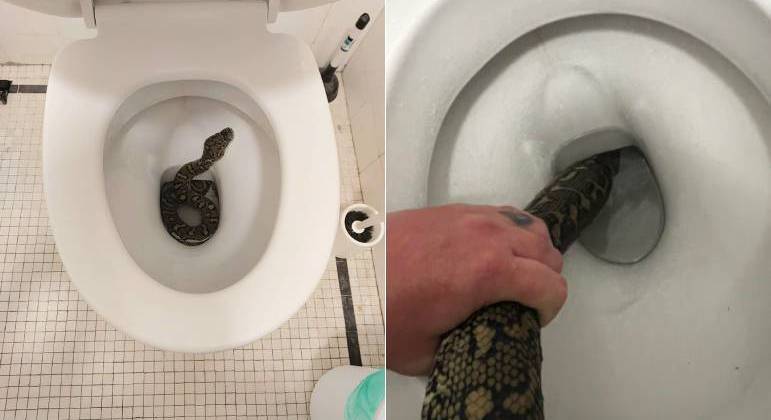 Píton sumiu em vaso sanitário que usou como esconderijo, na Austrália