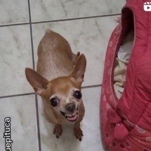 Pituca: sucesso na internet