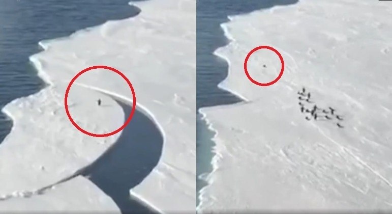 Pinguim escapou de placa de gelo flutuante com manobra certeira