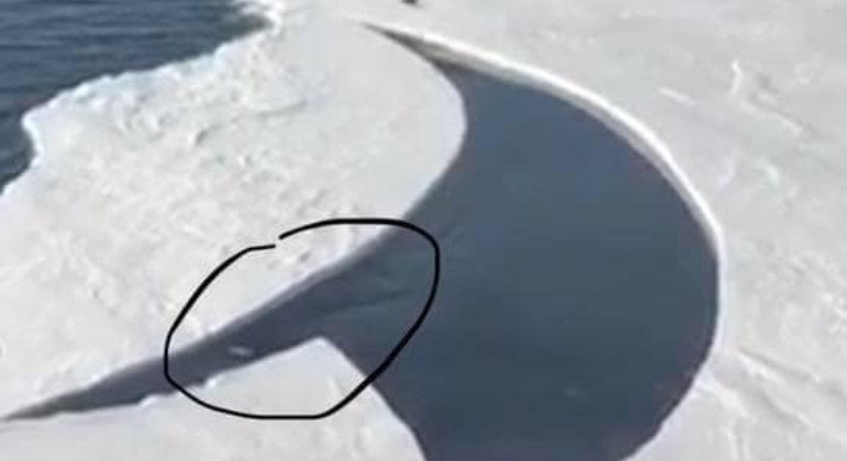 Possível orca pode ser vista aos 17 segundos do vídeo acima