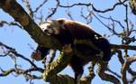 Um panda vermelho descansa em uma árvore no parque Manor Wildlife, no Reino Unido, que reabriu após parte do bloqueio contra a pandemia global ser revisto (26/04). Cuidar de pandas é uma das piores profissões do mundo, entenda!