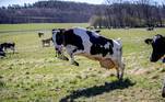 O mundo gira e continua esquisito. E alguns estão felizes, como esta vaca, que se diverte no pasto após meses presa em um celeiro em Falkenberg, Suécia (24/04)