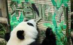 Já o panda gigante Sheng Yi encasquetou com a placa que leva o nome dele no Zoológico Nacional, em Kuala Lumpur, capital da MalásiaVeja também: Trio de touros brigões arrebenta portão e joga mulheres longe