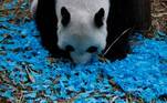 Já no zoológico River Safari, em Singapura, o Panda Kai Kai deu uma conferida nos confetes que revelaram o gênero do novo filhote dele. É menino!