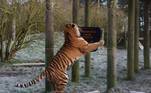 Um tigre-siberiano fez valer a fama de esquentadinho e destruiu uma placa de sinalização da área onde fica, no zoológico  de Whipsnade, no Reino UnidoLEIA TAMBÉM: Píton é removido de quarto, que também abrigava aranha-caçadora