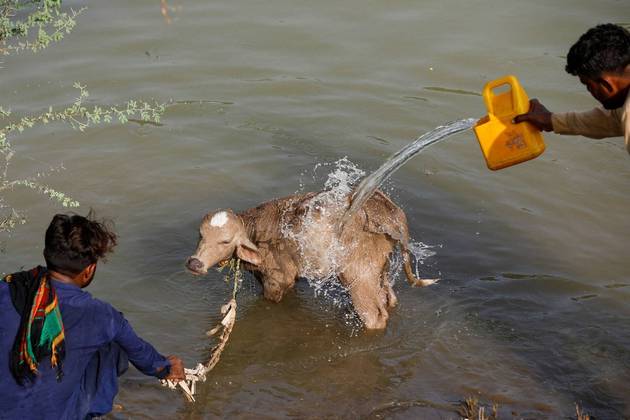 A semana está no fim e o planeta, definitivamente, continua maluco! No Paquistão, um criador de animais aproveita as águas da chuva para dar um bom banho em uma vaca, enquanto o país enfrenta fortes enchentes em boa parte do território