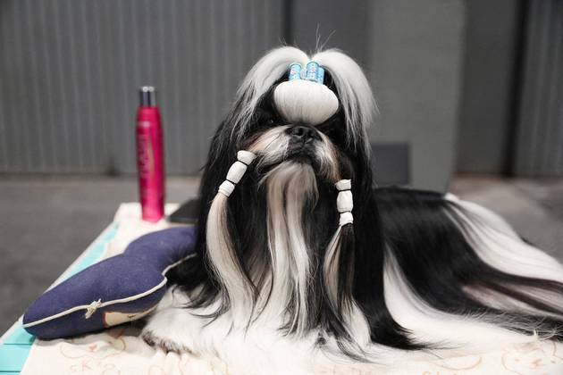 Falando em cabelo, um cão shih tzu descansa bem mal-encarado em uma mesa de tosa no World Dog Show 2022 — uma grande fonte de imagens estranhasLEIA MAIS: Um esqueleto de baiacu é algo tão estranho quanto você imaginou