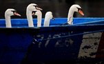 O planeta é maluco, a semana foi bizarra e esses cisnes são transportados de barco na Alemanha. Os animais foram retirados de um lago em Hamburgo e serão levados para um abrigo de inverno dedicado a eles