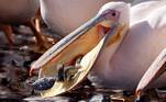 Aliás, essa foi a semana das aves! Essa imagem mostra um pelicano migratório sendo alimentado pelo governo de Israel. Por que? Para evitar que ele, e outros do bando dele, devorem peixes de criadouros comerciais