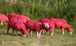 Sim, essas ovelhas estão pintadas de roa, com o que a Reuters descreveu como 