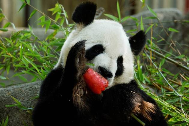 Animais também sentem calor, como mostra esse panda devorando um picolé de melancia, no Zoo Aquarium em Madri, na EspanhaNÃO VÁ EMBORA: Caçador que se orgulhava de matar animais selvagens é morto a tiros