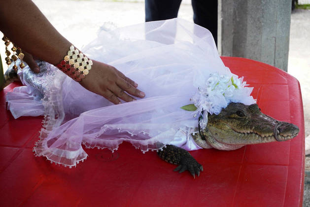 No México, um prefeito casou com a noiva jacaré, em uma cerimônia acompanhada de perto por moradores locais. Toda a união faz parte de uma antiga tradição indígena e foi filmada