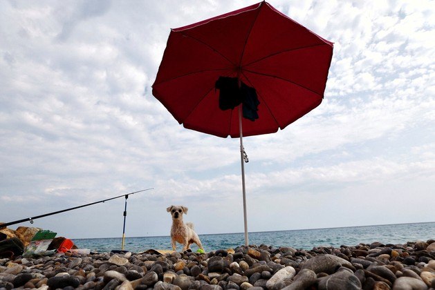 Em Nice, na França, um cachorro precisou se abrigar sob um guarda-sol, na praia, para evitar torrar na atual onda de calor que devasta o continente